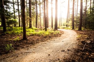AdobeStock_116648137